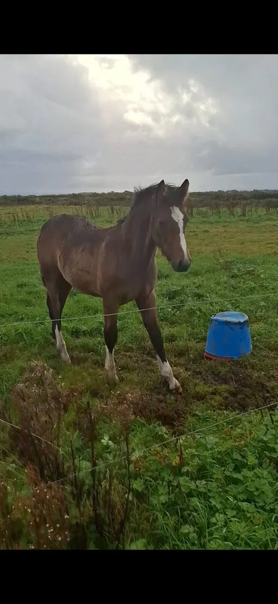 Irish draught colt foal - Image 3
