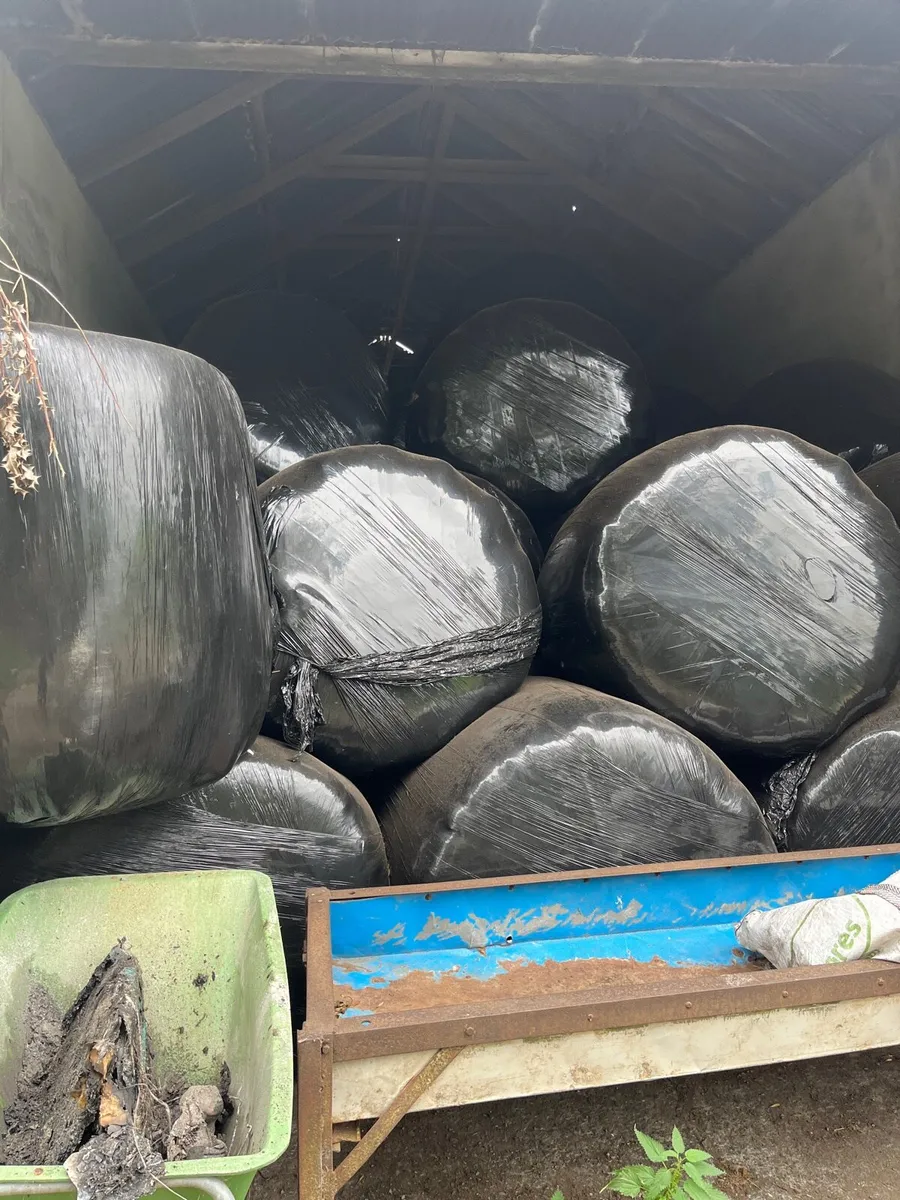 Round bales of silage