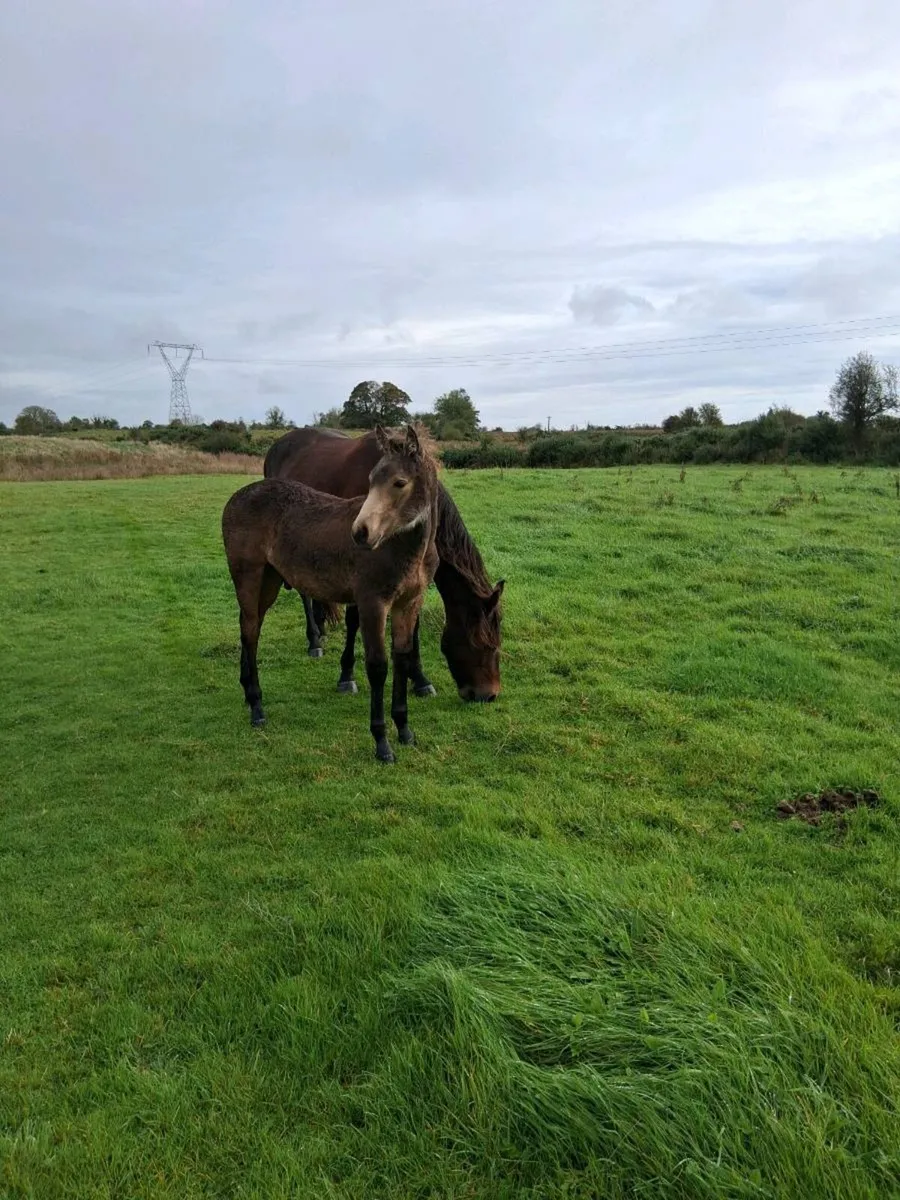 Connermara foal - Image 2