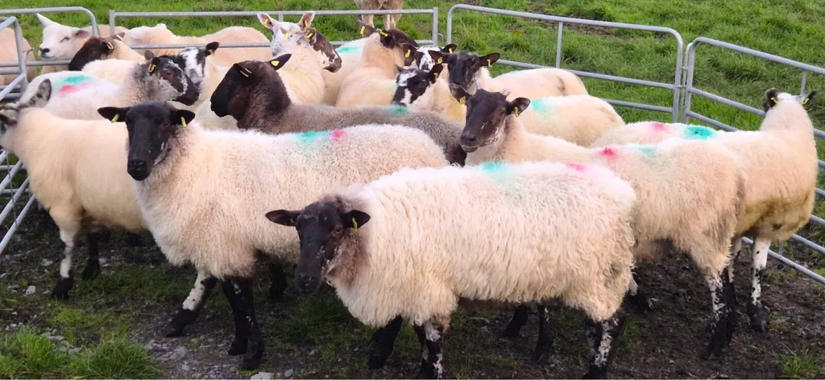 Hogget for sale