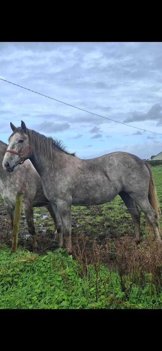Irish draught filly - Image 1