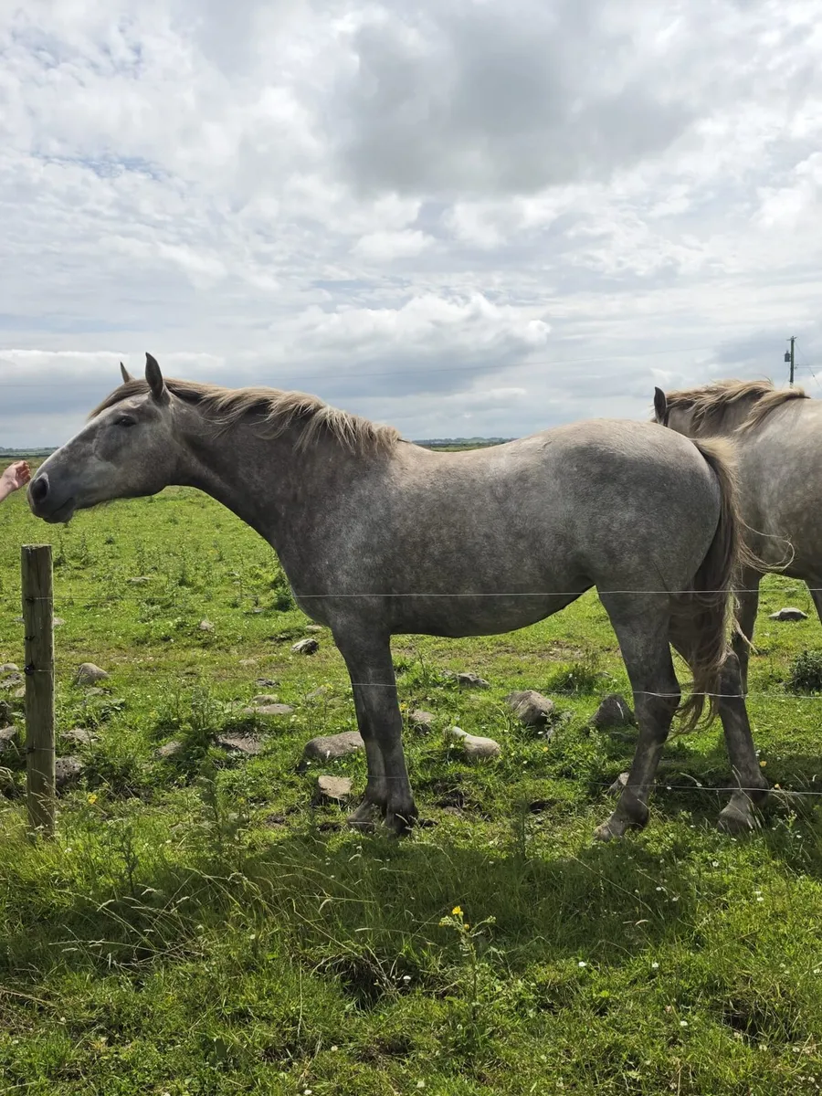 Irish draught filly - Image 2