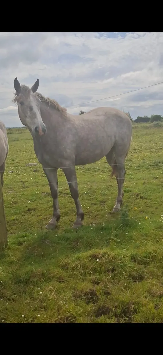 Irish draught filly - Image 3