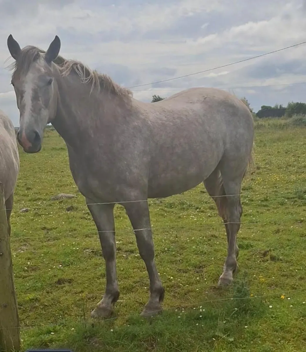Irish draught filly - Image 4