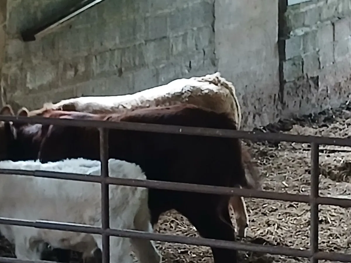 Charolais Hybrid and Salers PBNR Bull Weanling - Image 2
