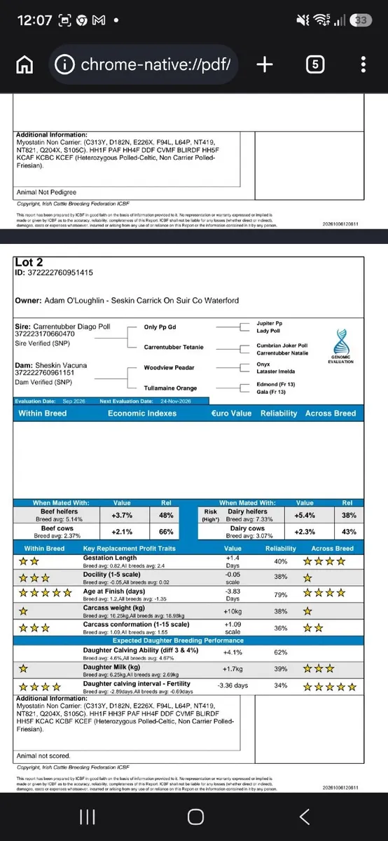 Charolais Hybrid and Salers PBNR Bull Weanling - Image 3
