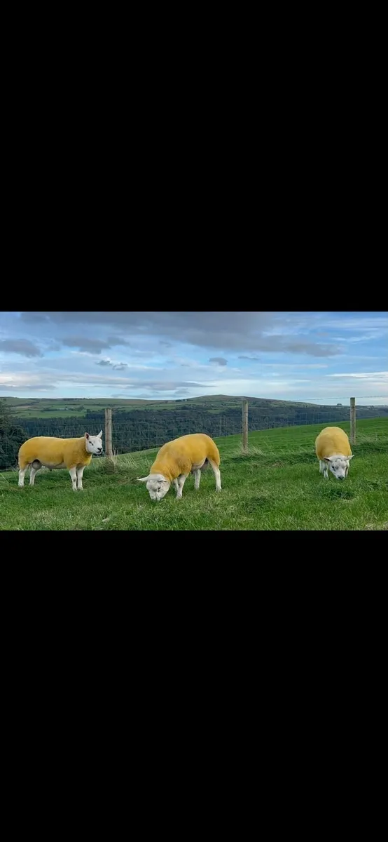 Texel shearling rams - Image 1