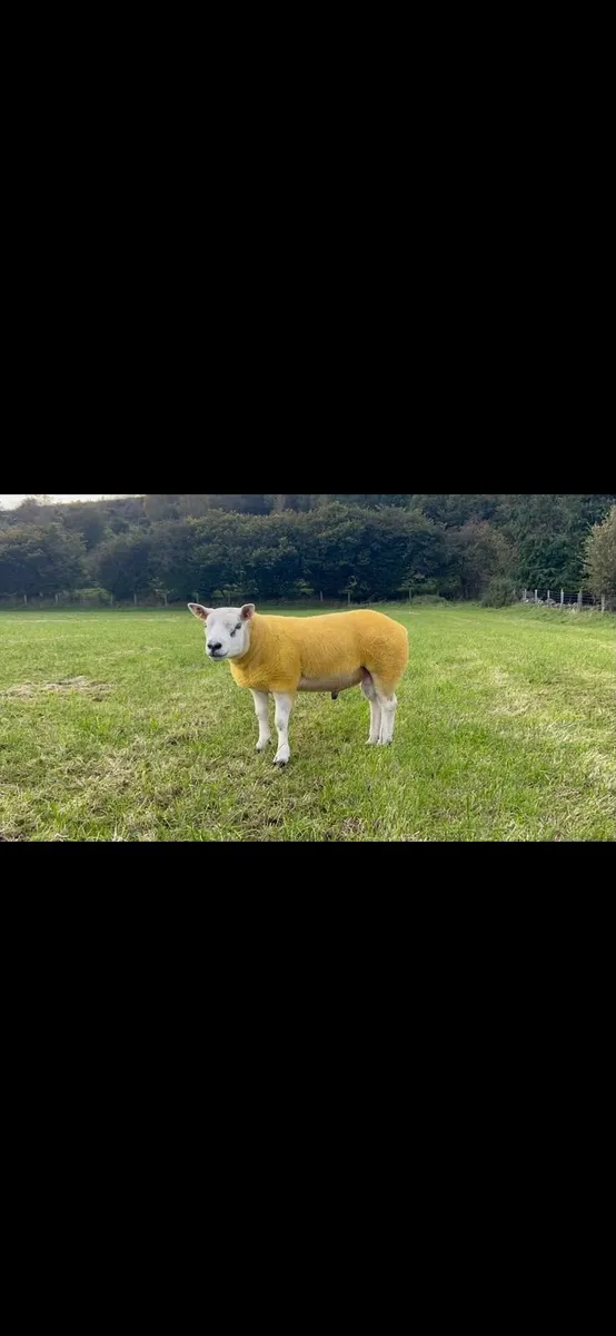 Texel shearling rams - Image 2