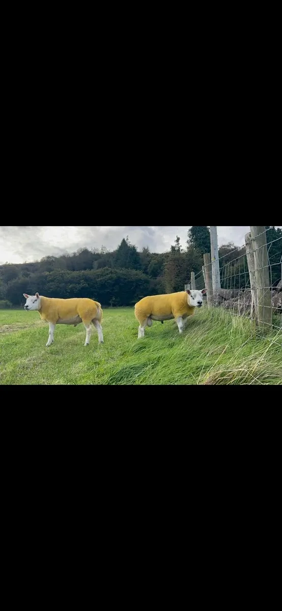 Texel shearling rams - Image 3
