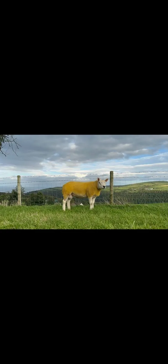 Texel shearling rams - Image 4