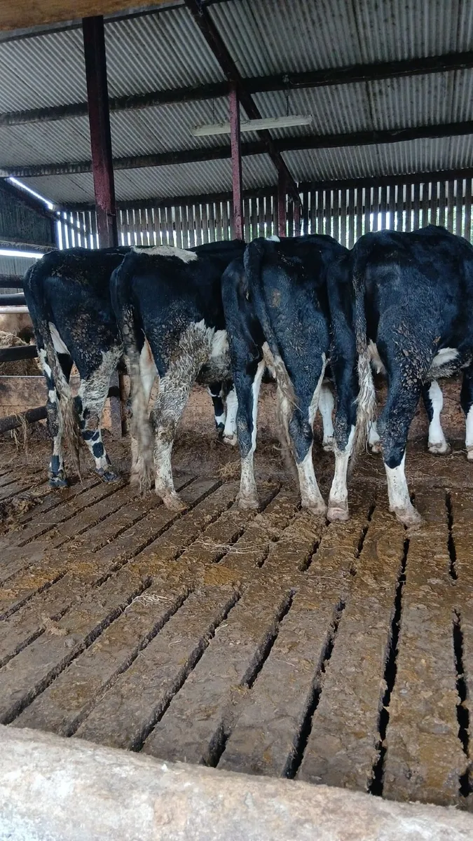 In calf Friesian Heifers - Image 1