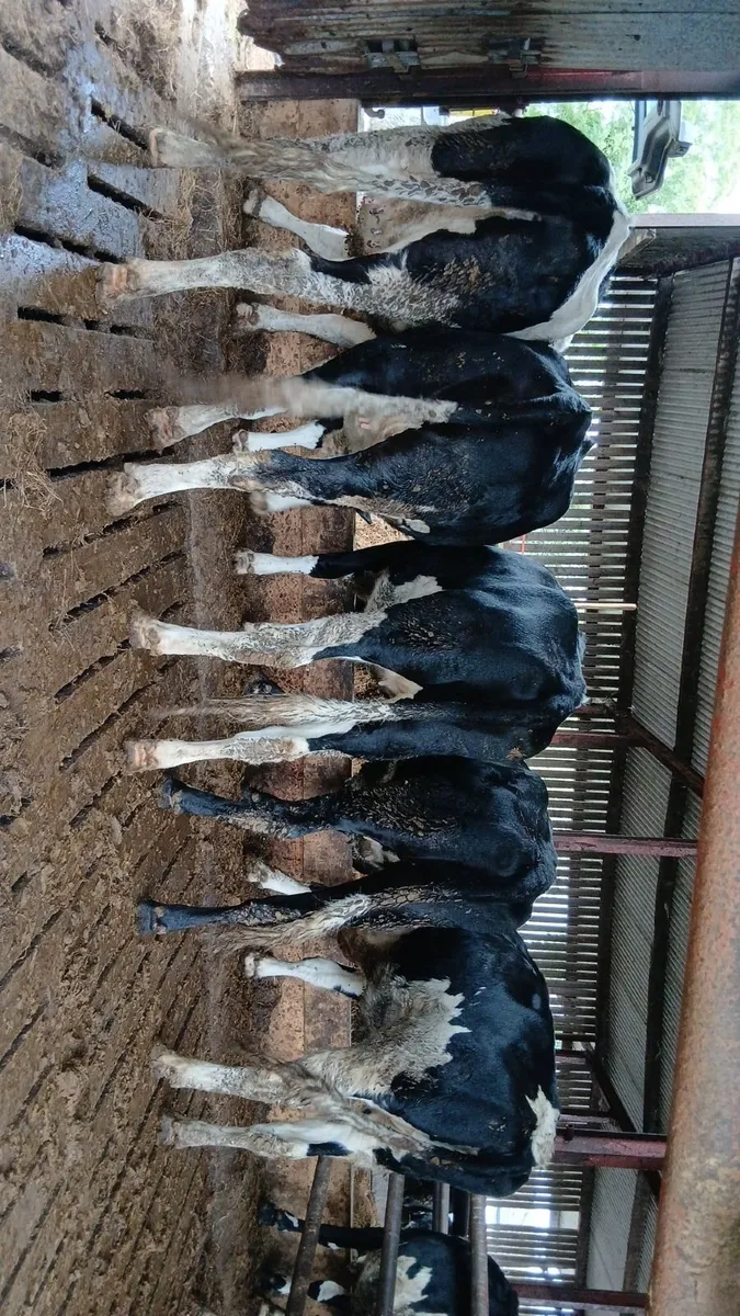In calf Friesian Heifers - Image 2