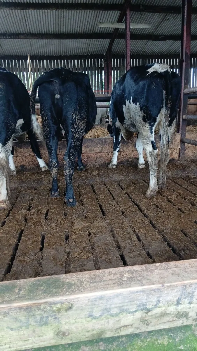 In calf Friesian Heifers - Image 3