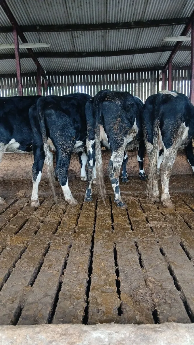 In calf Friesian Heifers - Image 4