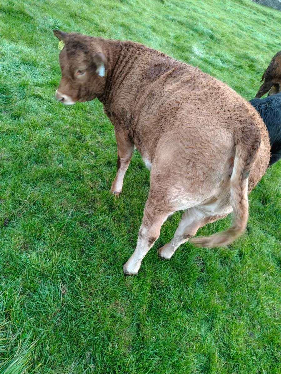 Weanling Heifers - Image 1