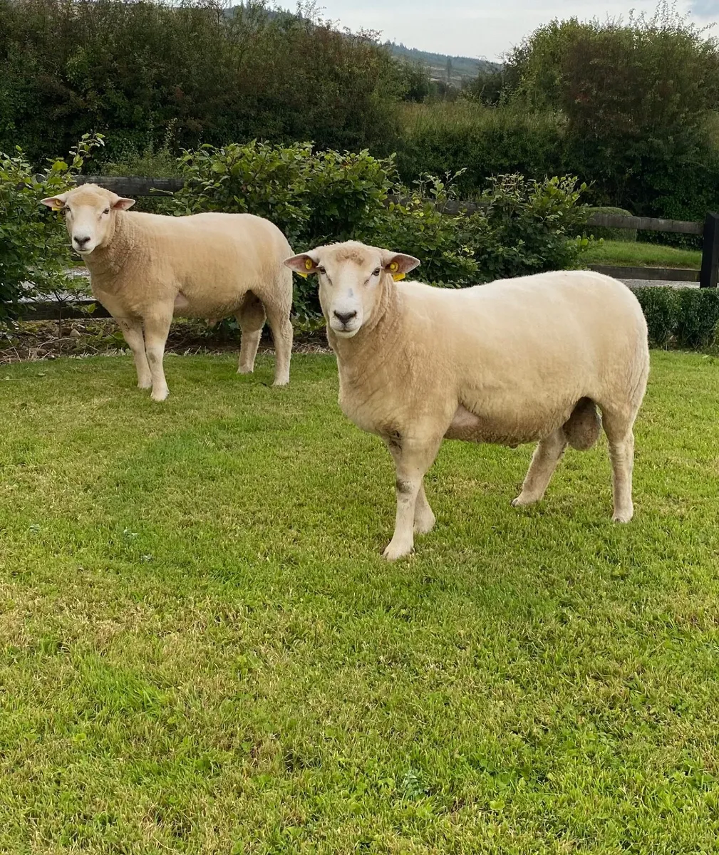 Galway Hoggat Rams - Image 1