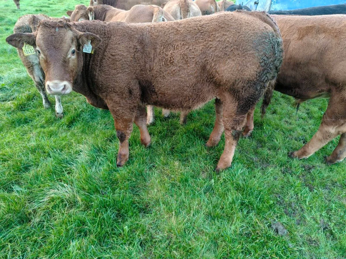 Weanlings - Image 2