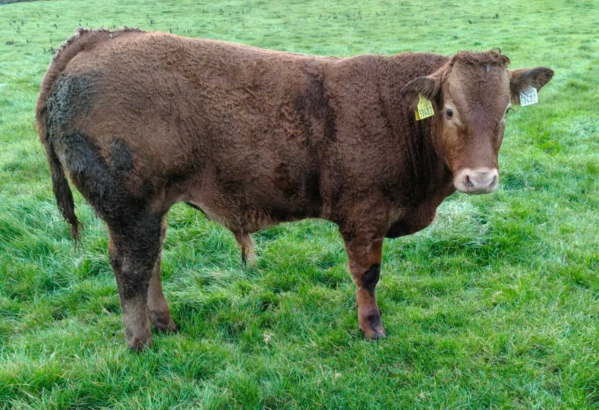 Weanlings - Image 3