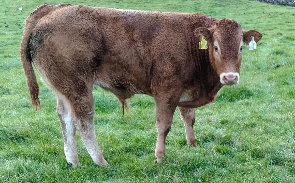Weanlings - Image 4