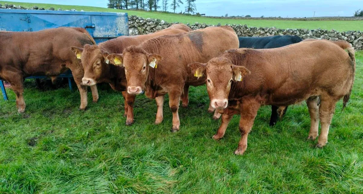 Weanlings - Image 1