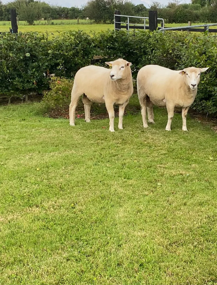 Galway Hoggat Rams - Image 3