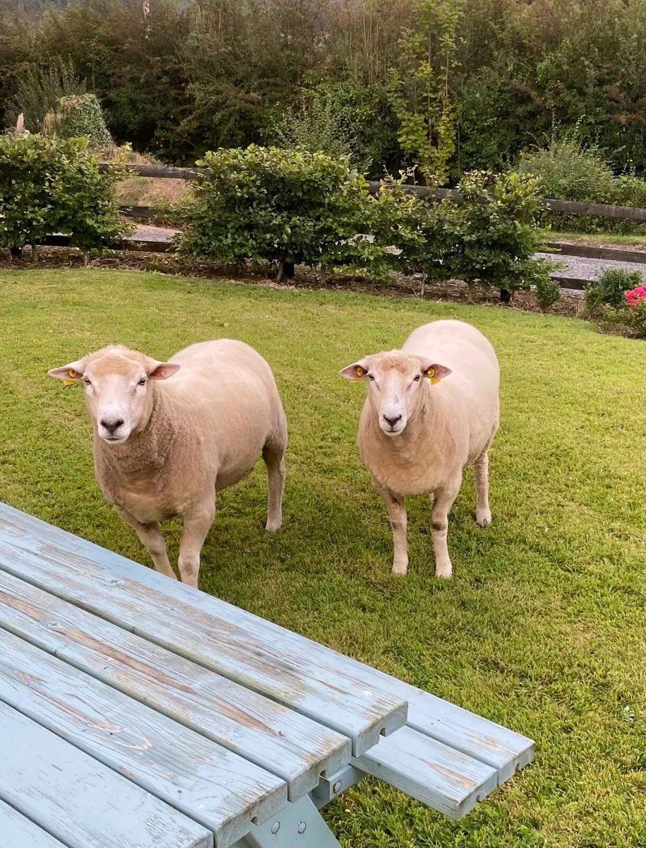Galway Hoggat Rams - Image 4