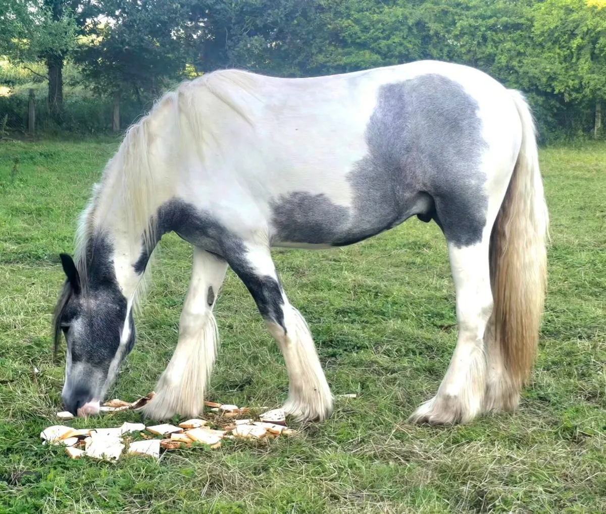2 big cobs - Image 2