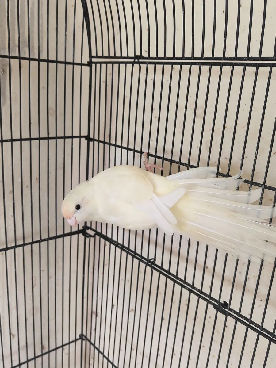 Birds- Kaikairikis looking for a good home - Image 1