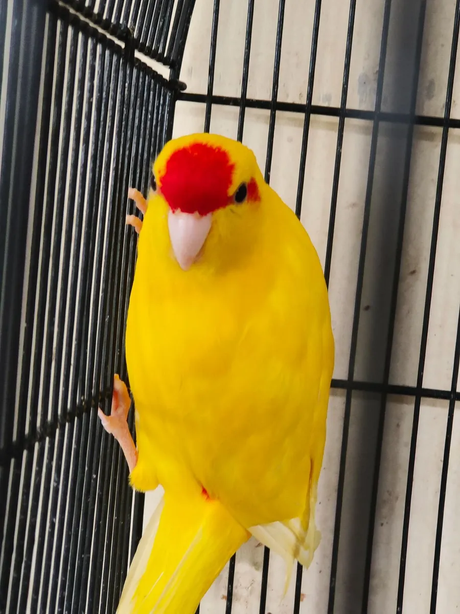 Birds- Kaikairikis looking for a good home - Image 2