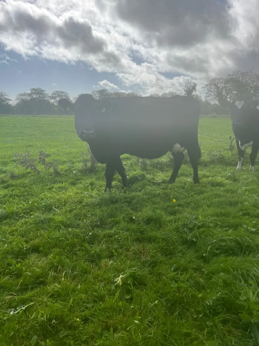 Milking Incalf cows - Image 3