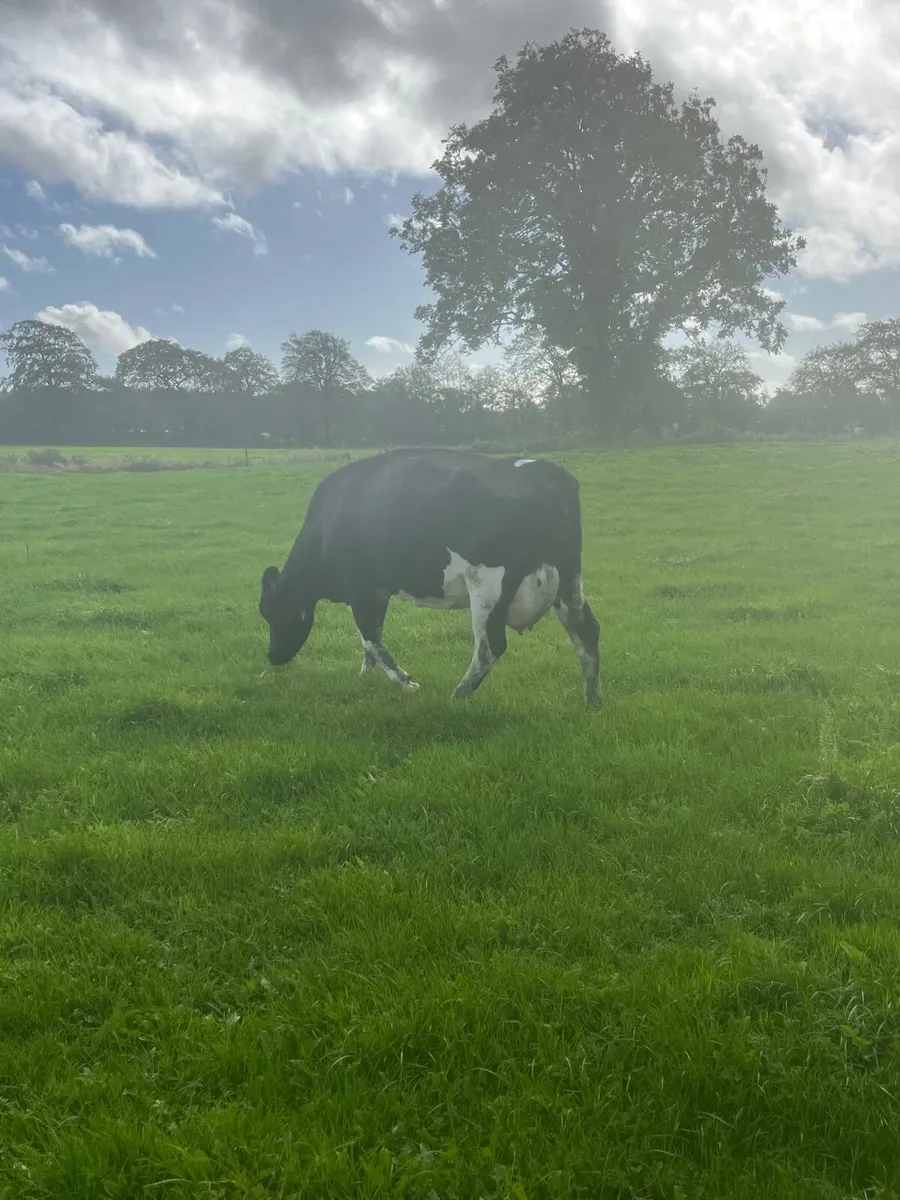 Milking Incalf cows - Image 1