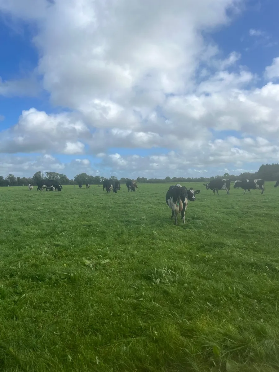 Milking Incalf cows - Image 2