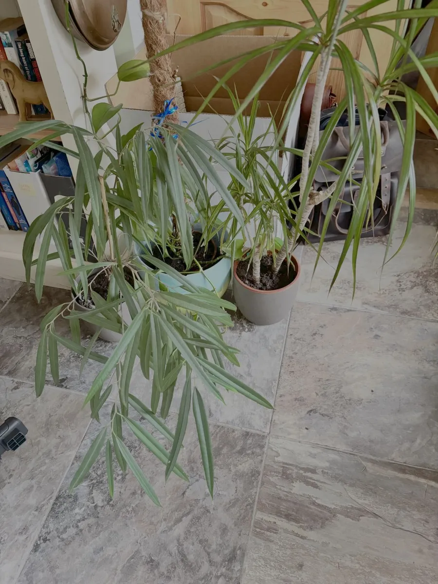 Free to take! Indoor Green Plants (in pots) - Image 1