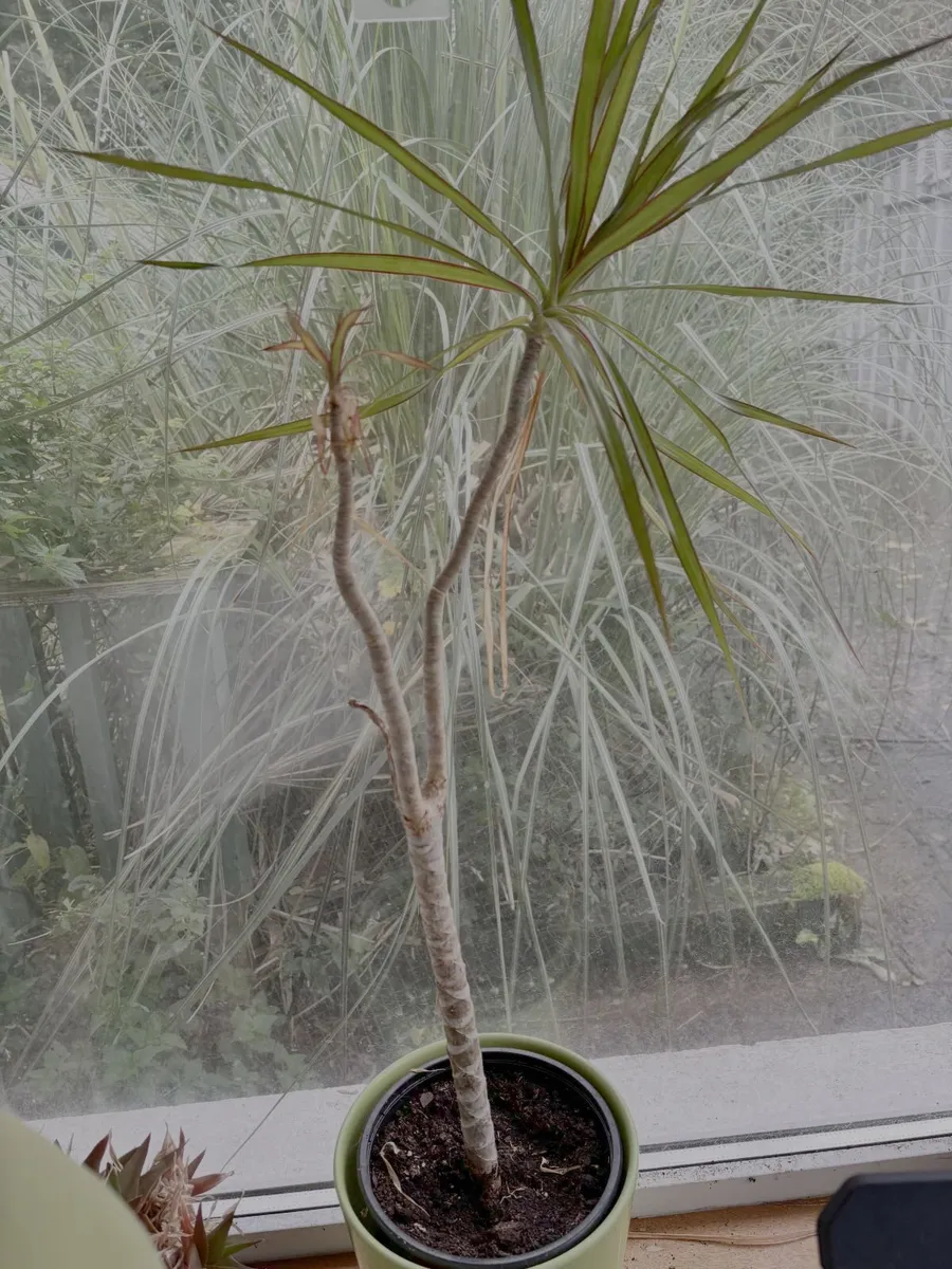 Free to take! Indoor Green Plants (in pots) - Image 2