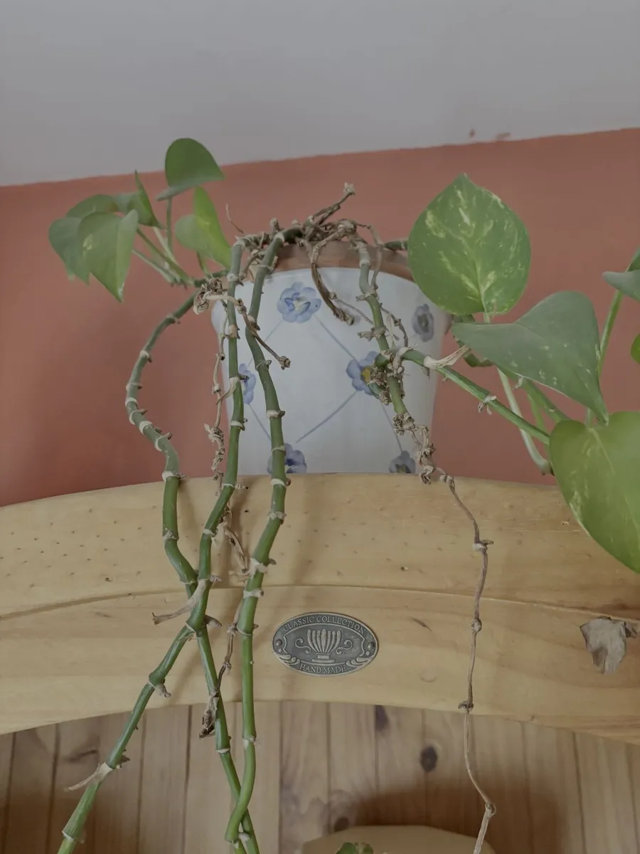 Free to take! Indoor Green Plants (in pots) - Image 3