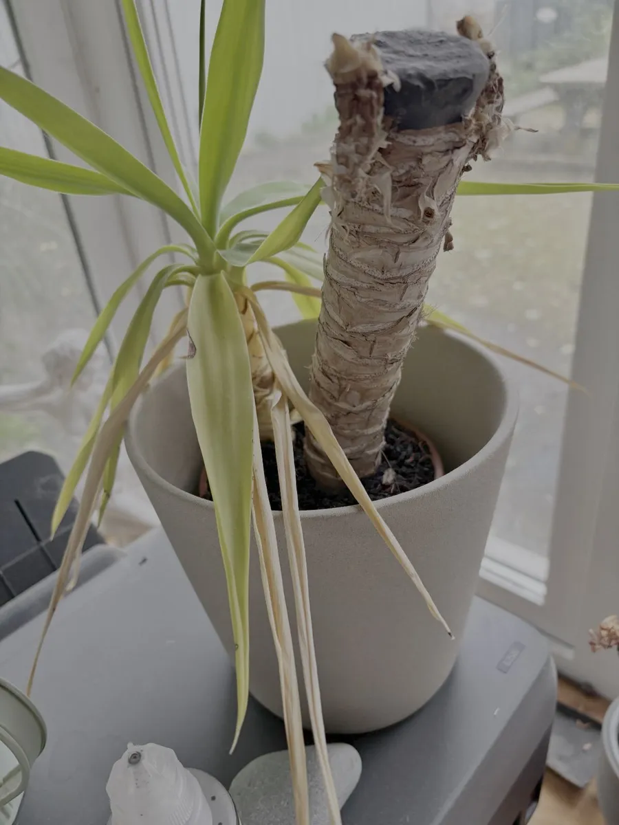 Free to take! Indoor Green Plants (in pots) - Image 4