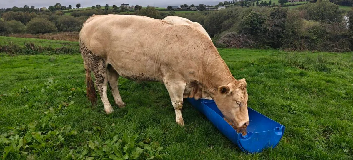 Blonde cows - Image 1