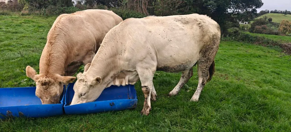 Blonde cows - Image 2