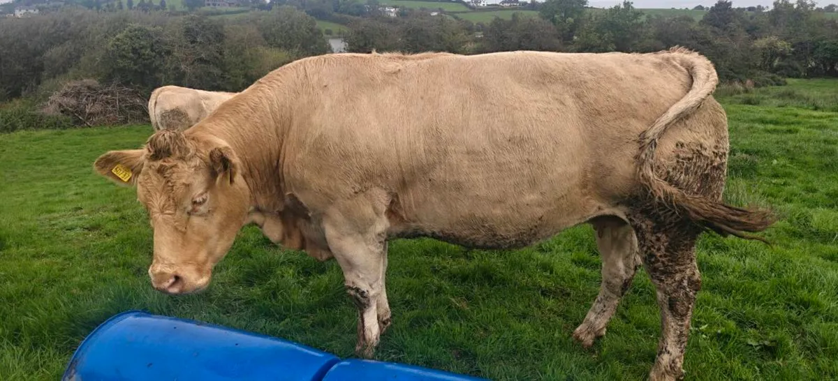 Blonde cows - Image 3