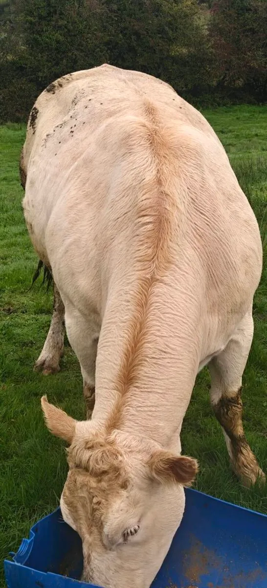 Blonde cows - Image 4