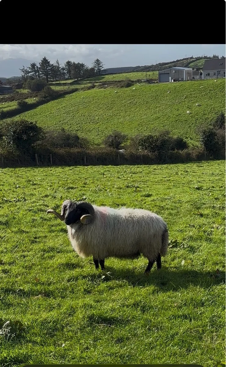 Mayo blackface rams sis - Image 1