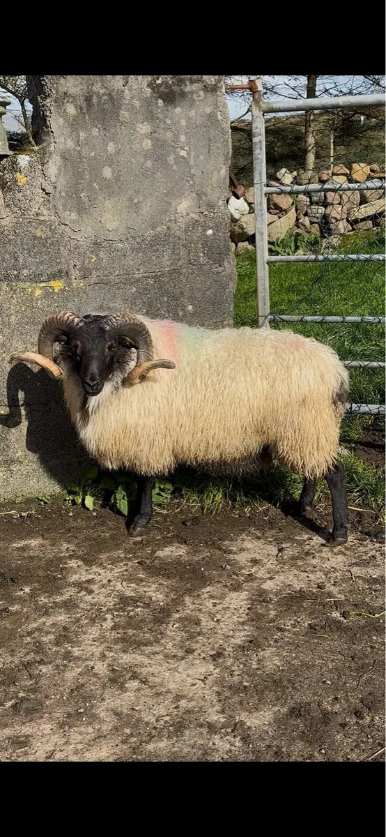 Mayo blackface rams sis - Image 2