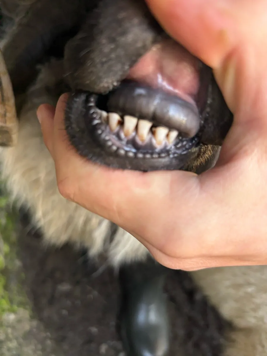 Mayo blackface rams sis - Image 3