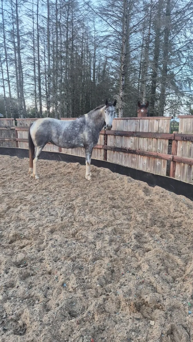 Horse - Image 1