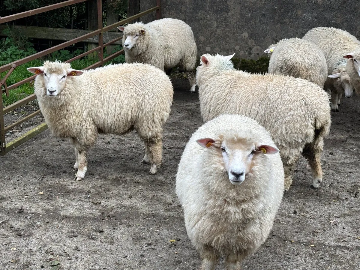 Pedigree Galway ewe lambs - Image 1