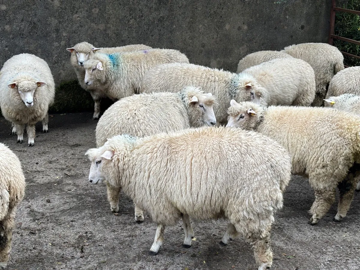 Pedigree Galway ewe lambs - Image 2