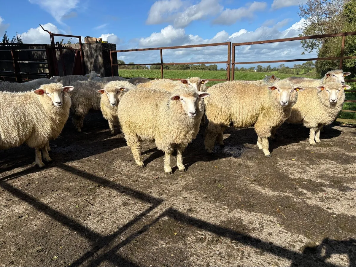 Pedigree Galway ewe lambs - Image 3