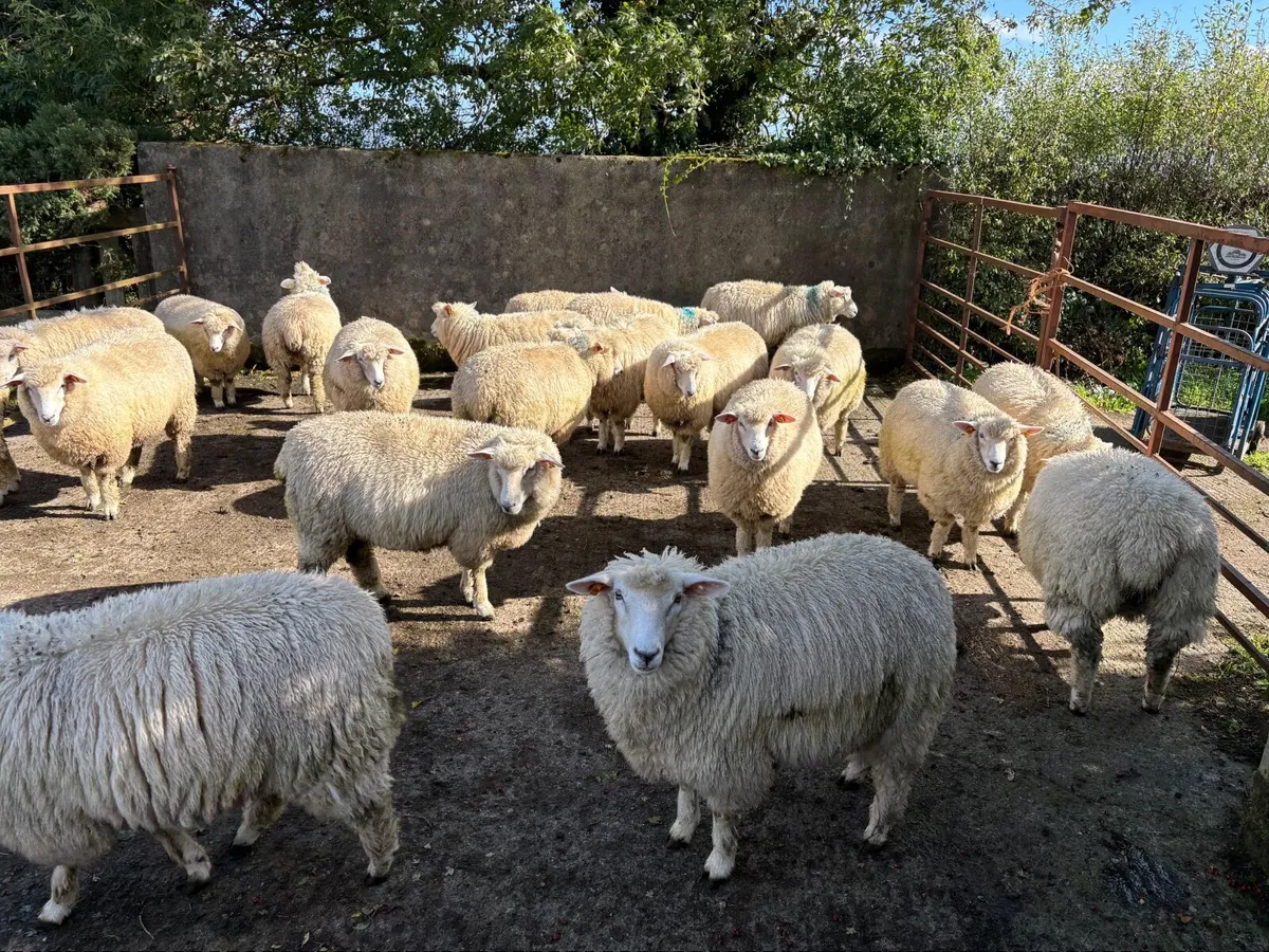Pedigree Galway ewe lambs - Image 4