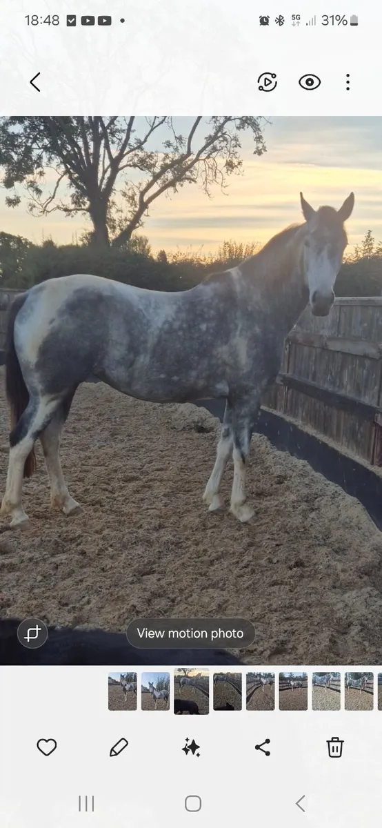 Horse - Image 2