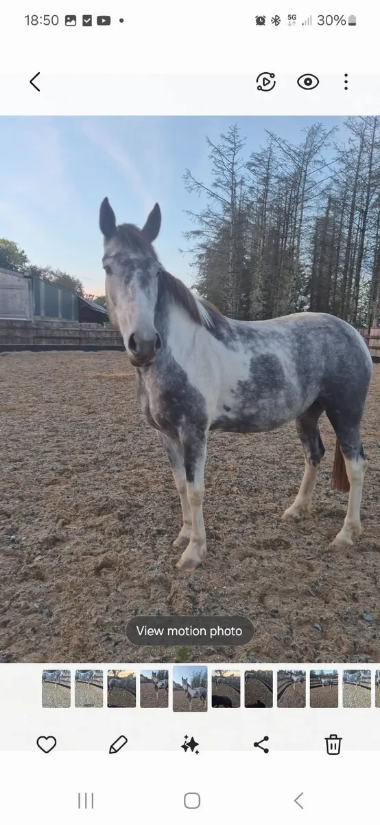 Horse - Image 3